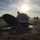 Illustration for article titled There May Be a Silver Lining to Those Dead Whales On UK Beaches